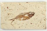 4.4" Cretaceous Fossil Fish (Armigatus) - Lebanon - #201371-1